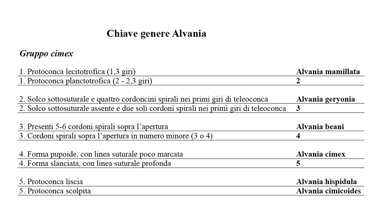 Rissoidae nel Mediterraneo: Genere Alvania